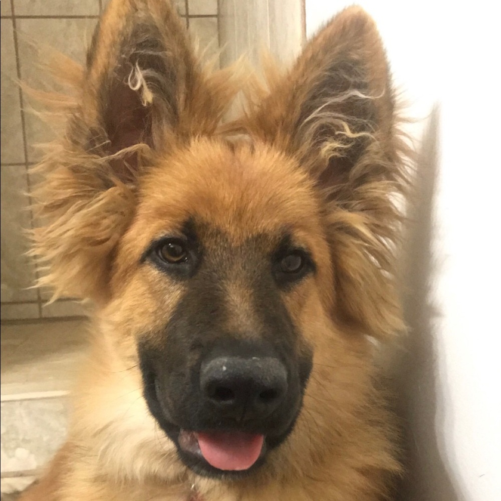 Meet your Posher, Jamie